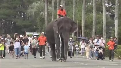 人気イベント　ゾウのみどりのお散歩最終日　みどりは繁殖活動へ