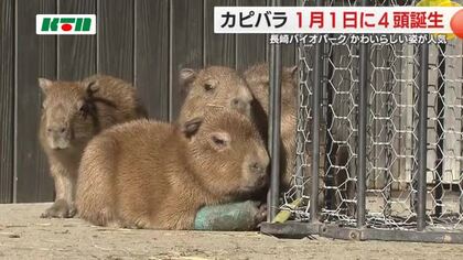 カピバラのベビーラッシュ「4頭の赤ちゃんは手のひらサイズ」秋にも3頭誕生 にぎやかな長崎バイオパーク