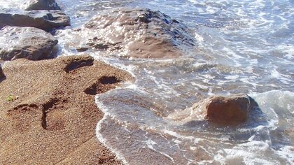 浅い海で触手を剥がそう（画像はイメージ）