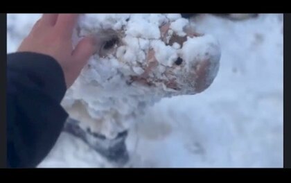 見えてますか…」冬を満喫する“雪遊びの天才”犬の姿に爆笑…顔が“雪玉