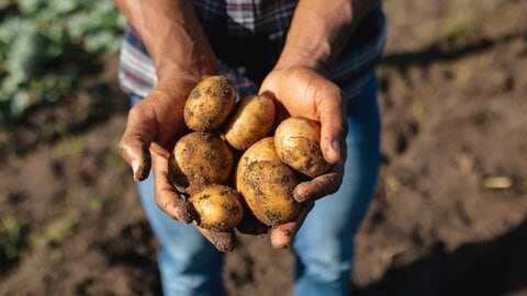 アメリカ産「生鮮ジャガイモ」輸入解禁に向けアメリカと詰めの協議へ　農水省「病害虫の侵入を阻止するリスク管理が解禁の絶対前提」