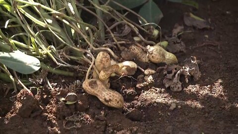 「言葉が出ない」生産量日本一の落花生が出荷不能　千葉豪雨で農作物にも深刻な被害　冠水でネギも枯れ農家から悲鳴