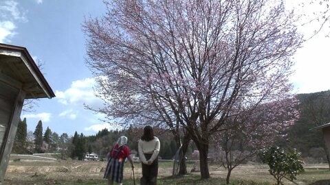 「必ず春は来る」　大雨被害からの復活を見守る希望の桜　秋田・仙北市西木町上桧木内『なか志ま旅館』女将が迎える特別な春