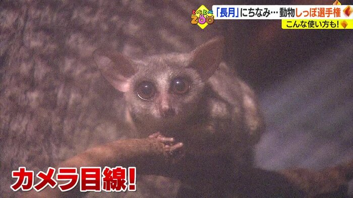 カメラ目線のショウガラゴ