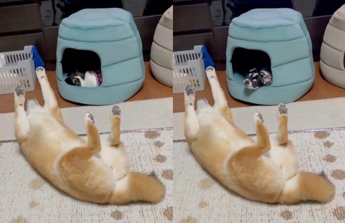 あずきちゃんを横目に寝ようとしているいくらちゃん(提供:うにさん)