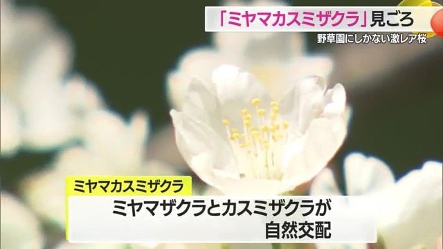 「ミヤマザクラ」と「カスミザクラ」という2種類のサクラが自然交配して「ミヤマカスミザクラ」に