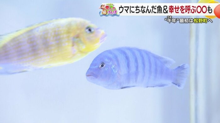 おさかな館の「ゴールデンゼブラシクリッド」