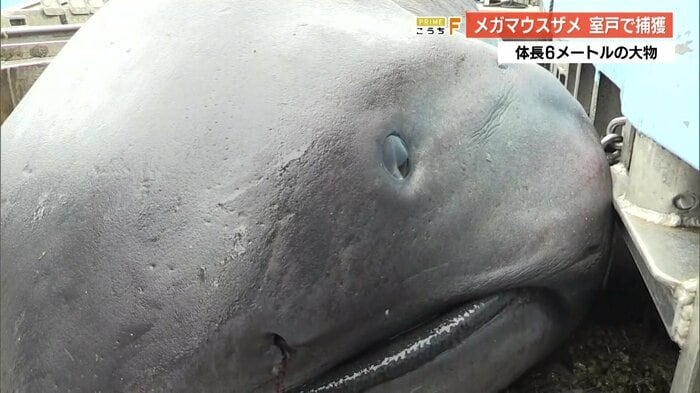 見た目とは裏腹?つぶらでかわいらしい目