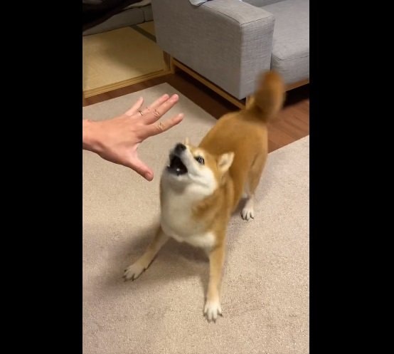 「わあー!」