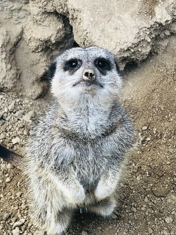 ミーアキャット(提供:九十九島動植物園森きらら)