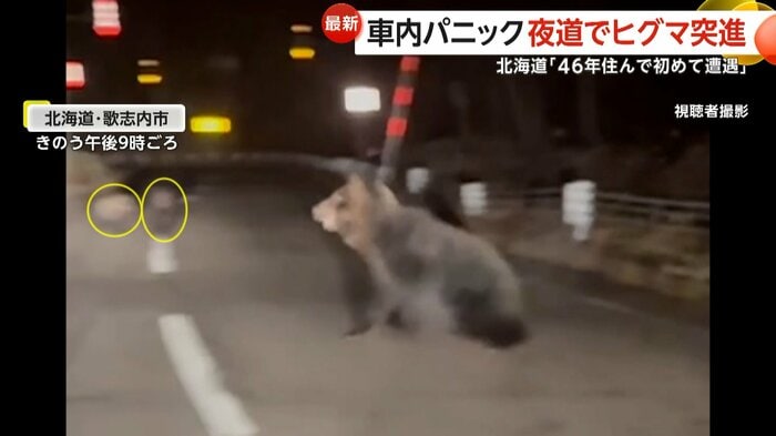 ヒグマと後方映る2頭の子グマ