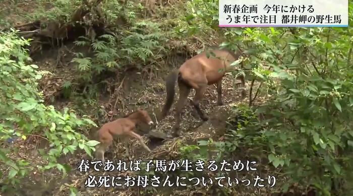 母馬のあとを懸命に追う春生まれの子馬