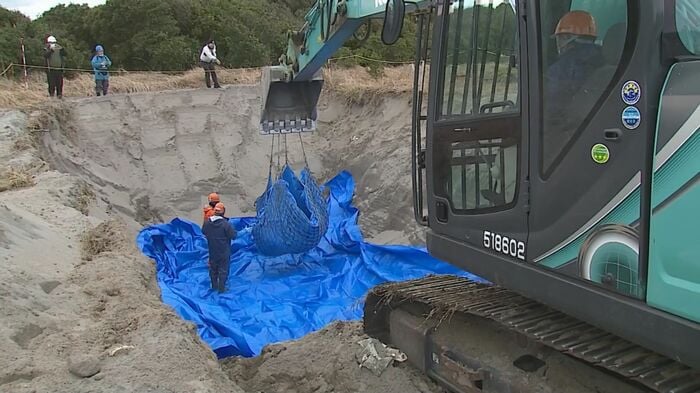 クジラを埋設する様子