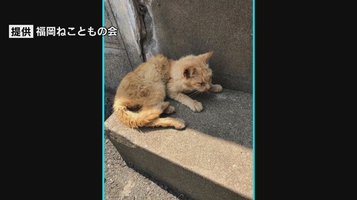 エサが十分に行き届かなく痩せてしまうネコも...