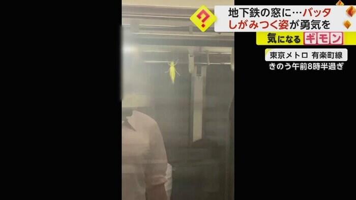 電車の窓にバッタがしがみついている