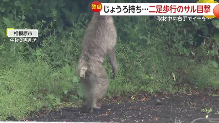 二足歩行でスタスタ歩く「左手のないサル」