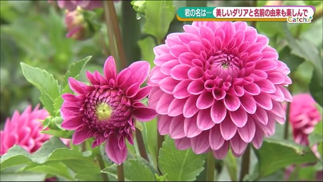 百花繚乱!その名に思いを馳せて…300種5000株のダリア<福島県塙町・湯遊ランドはなわ ダリア園>