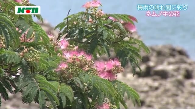 梅雨の晴れ間に彩り ネムノキ(五島)