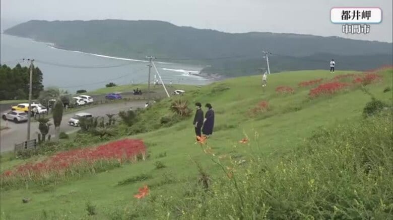 串間市都井岬　秋の花と野生馬が観光客をおもてなし｜FNNプライムオンライン