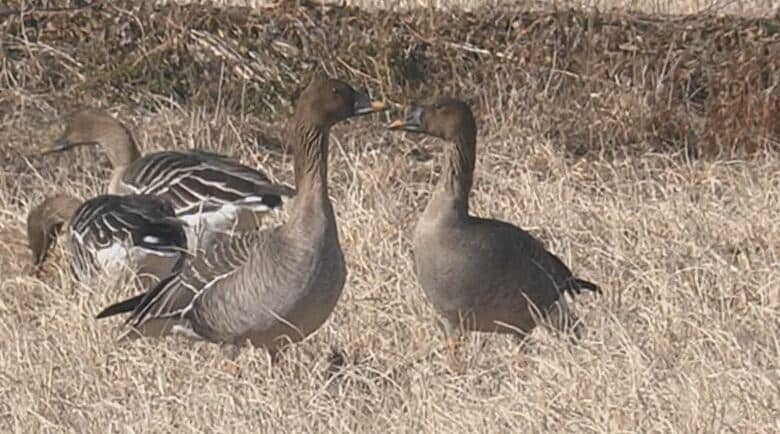 国の天然記念物の「オオヒシクイ」が飛来　長野・安曇野市で24羽を確認　日本海側などでの大雪が影響か｜FNNプライムオンライン