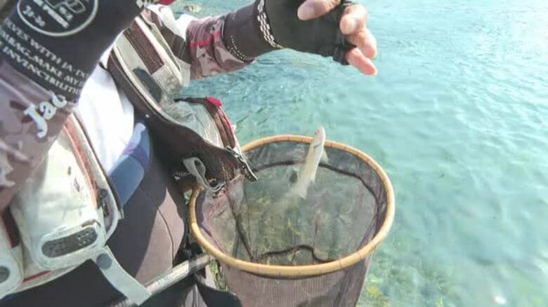 「待ちかねた」西条・加茂川でアユ漁解禁　久々の感触に「駆け引き最高」初夏の風流楽しむ【愛媛】｜FNNプライムオンライン