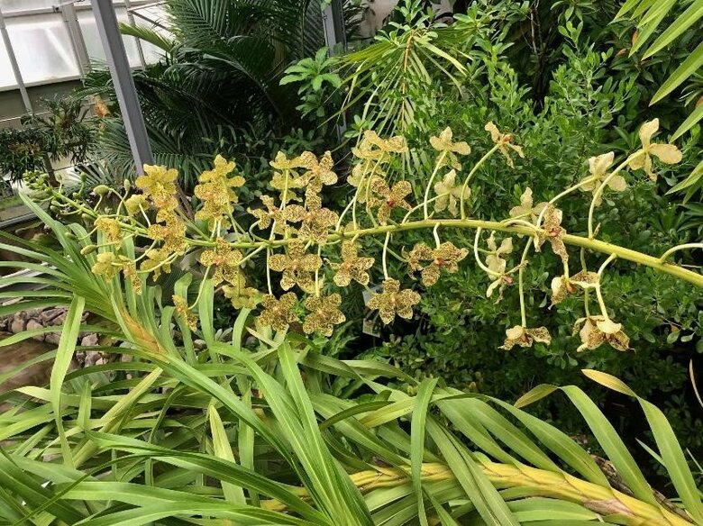 【国立科学博物館 筑波実験植物園】世界最大級のラン、グラマトフィルム・パンテリヌムが開花！