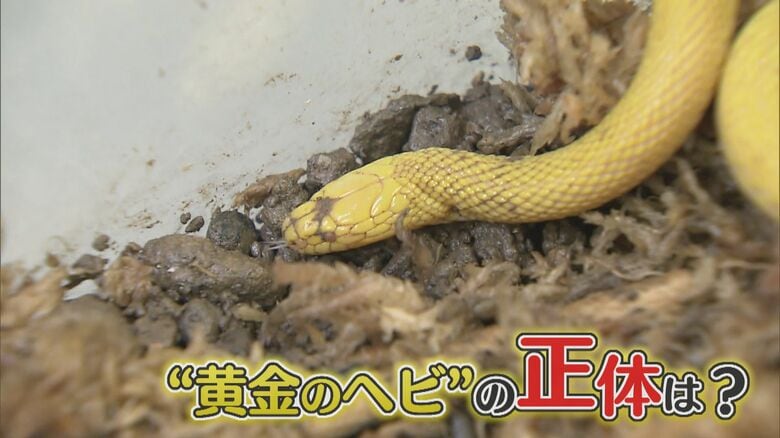“幻の生物”「黄金のヘビ」が福岡で大発見！　専門家「『うおおおお』っていう感じだった。足が震えた」｜FNNプライムオンライン