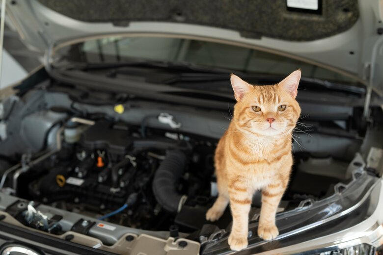 エンジンルームは猫にとって安心できる場所?JAFに要請のあったトラブル件数は6月に381件!