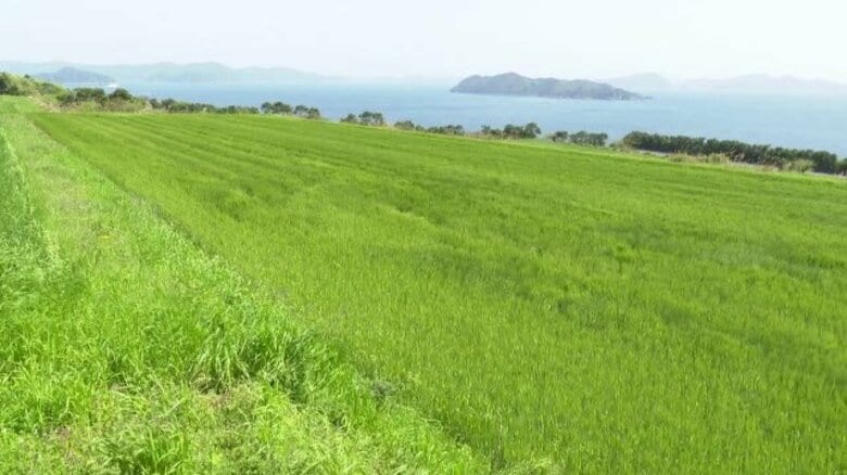 五島で一面に広がる大麦畑　青い海と緑のコントラスト【長崎】｜FNNプライムオンライン