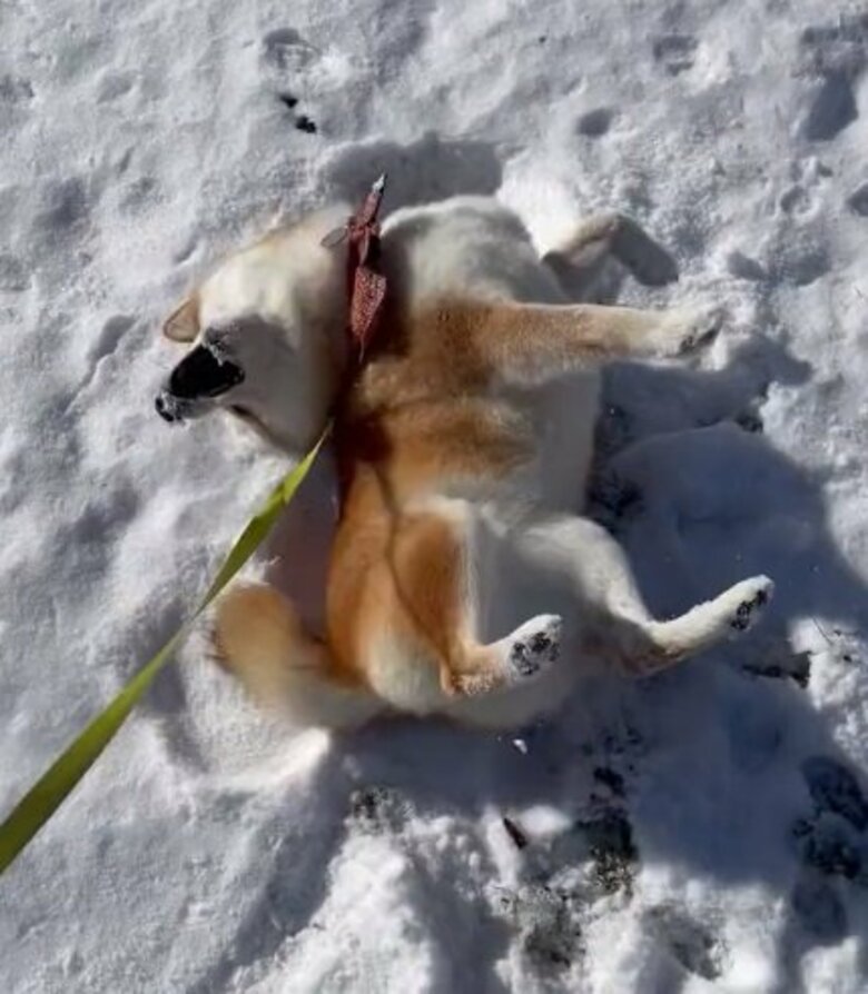 雪の上を大はしゃぎでゴロゴロ！「冬の訪れをお知らせ」する柴犬の姿がかわいい…いつから“雪大好き”なのか聞いた｜FNNプライムオンライン