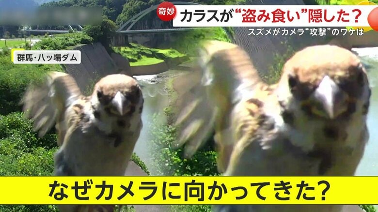 “盗み食い”隠そうと？パパイアついばむカラスが監視カメラの向き変える、カメラを敵視するスズメ？何度もレンズにガンをつける理由　沖縄・群馬｜FNNプライムオンライン