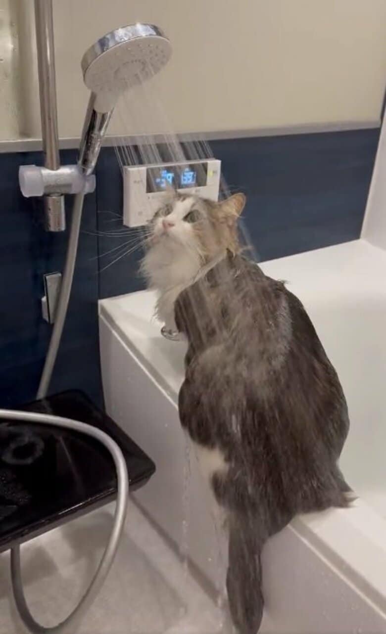 「シャワーは結構好きなんだ」涼しい顔で“滝行”する猫がクールすぎる…ドライヤーも嫌がらない？風呂好きな理由を聞いた｜FNNプライムオンライン