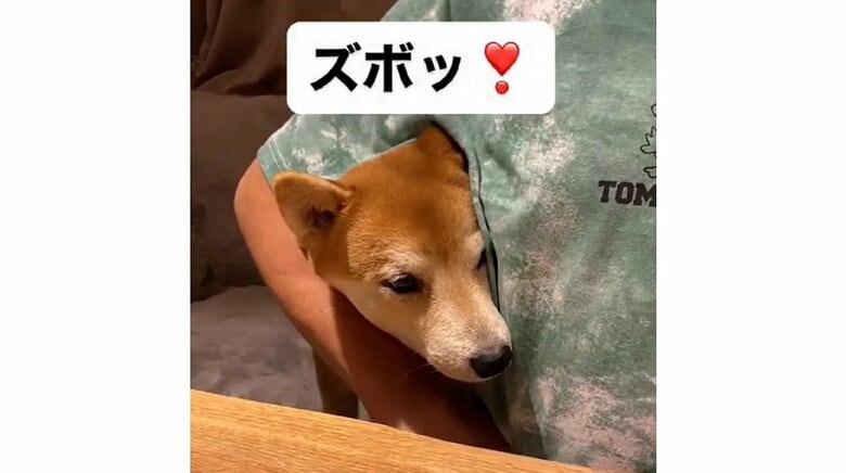 「ズボッ」脇の下の隙間から顔を出す豆柴の“謎の芸”がかわいい…習得はたった1日！？飼い主に聞いた｜FNNプライムオンライン