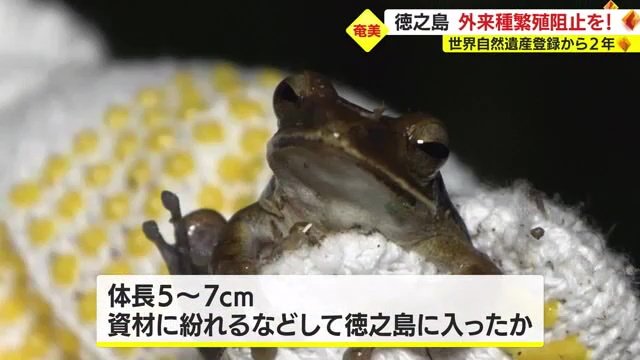 特定外来生物に指定されている「シロアゴガエル」