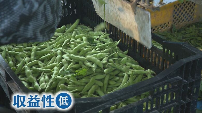 収益性の低い枝豆　栽培をやめてしまう人も