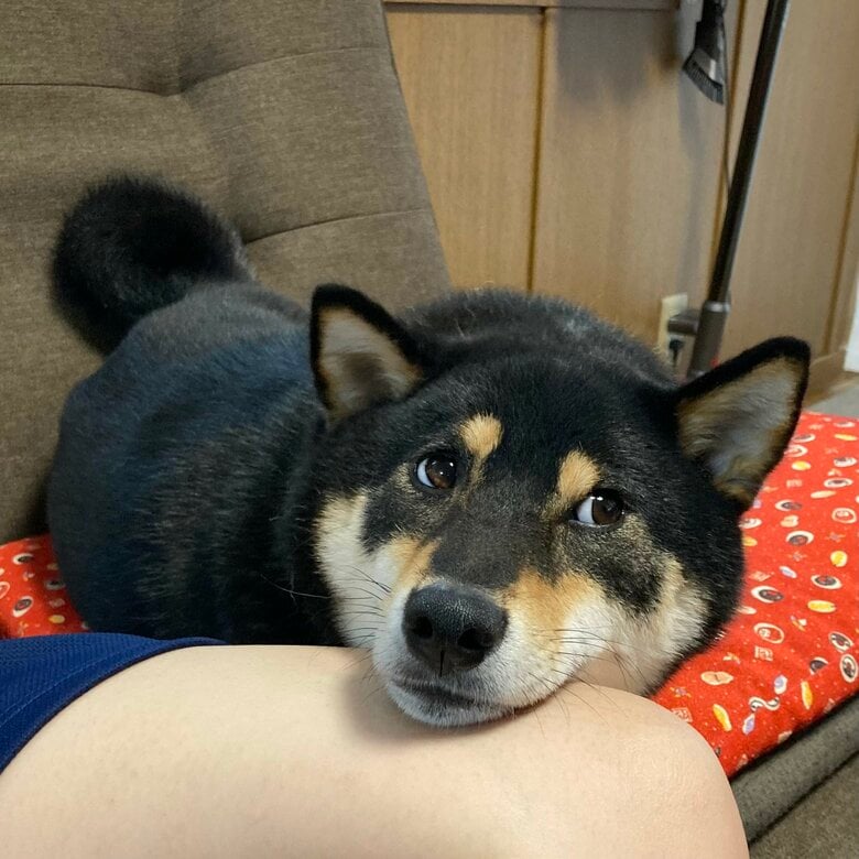 提供：黒柴ぎん@快杜号さん