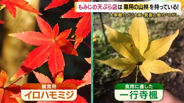 もみじの天ぷらに合うモミジが使われている