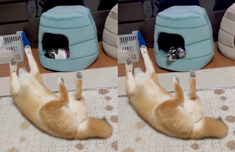 あずきちゃんを横目に寝ようとしているいくらちゃん（提供：うにさん）