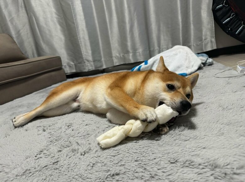 提供：わさび一族さん