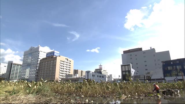千秋公園「晩秋の風物詩」 ハスの刈り取り始まる 秋田市