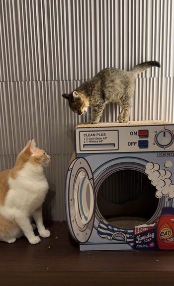 提供：たーにゃ。さん