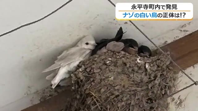 ひときわ目を引く白いツバメ