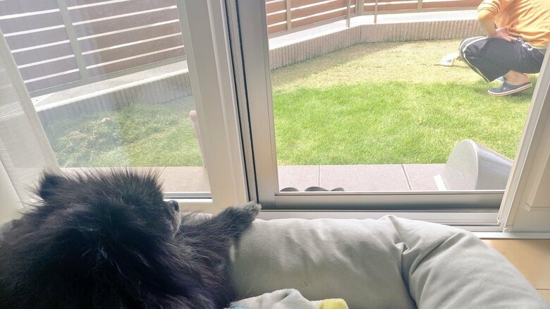 夫が芝を手入れするのを、室内から観察