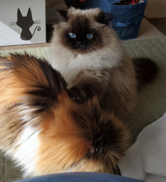 大好きな先住猫・みっちゃんを呼ぶ時チョイチョイ（提供：ねぎまるさん）