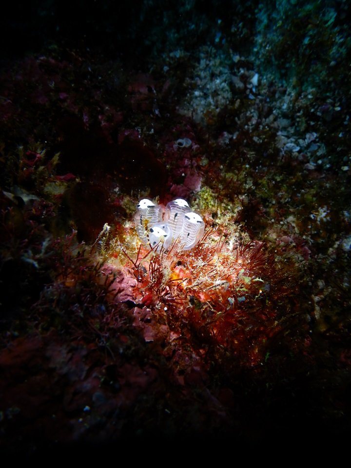 新種と認められた通称ガイコツパンダホヤ（提供：長谷川尚弘さん）