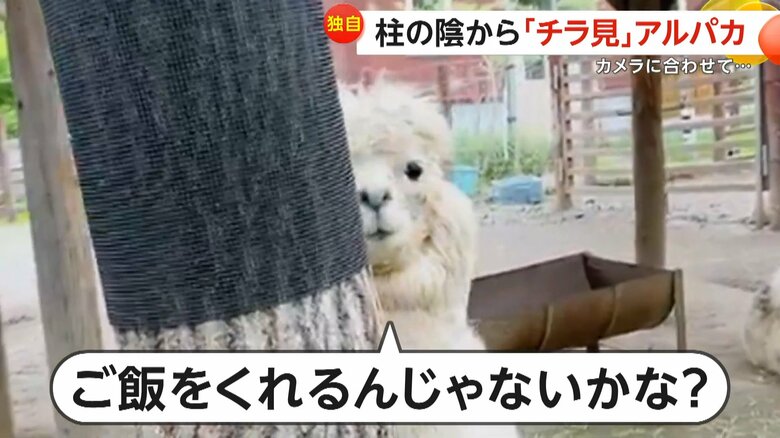 ご飯をくれるのではと期待していたというエルシーちゃん