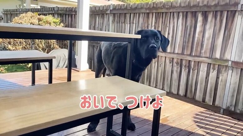 「おいで、つけよ」と言っても…