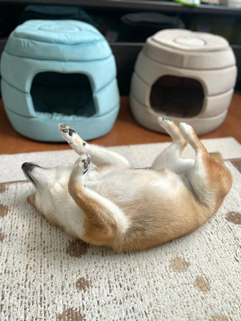 提供：うにさん