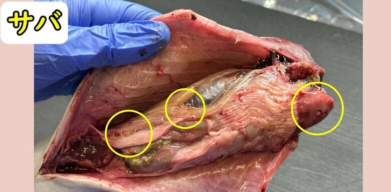 丸で囲っている部分にアニサキスがいる　仙台市ホームページより