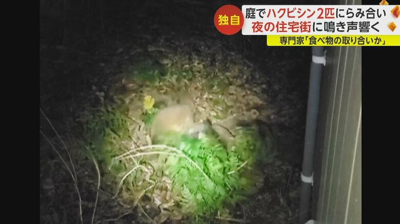 ハクビシン同士の“けんか”の様子
